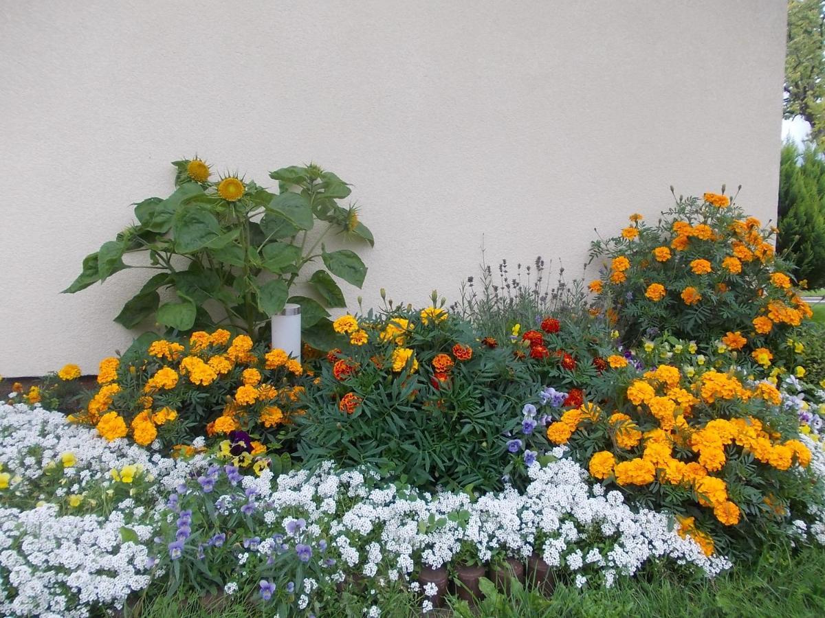 Domki Letniskowe "Dorcia" Leba Exterior foto